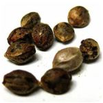 Семена марихуаны АК-47  (Seeds AK-47) в Волгограде